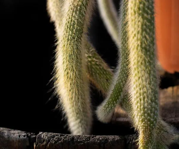 Casale Delle Rondini Notaresco